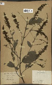 spécimen de Desmodium gangeticum
