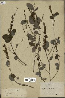 spécimen de Desmodium heterocarpon