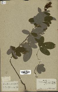 spécimen de Desmodium heterocarpon