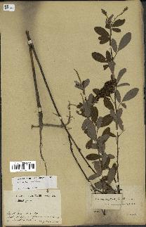 spécimen de Desmodium heterocarpon