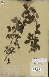 spécimen de Desmodium heterocarpon