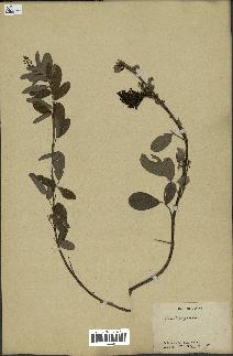 spécimen de Desmodium heterocarpon