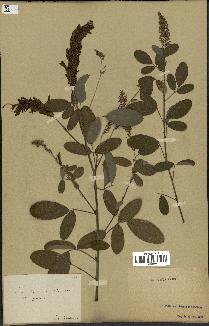 spécimen de Desmodium heterocarpon