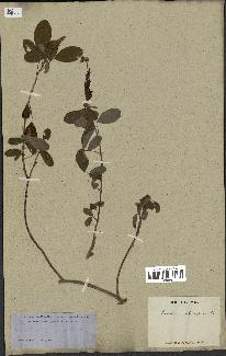 spécimen de Desmodium heterocarpon