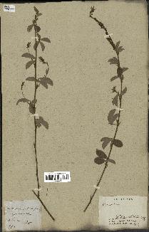 spécimen de Desmodium heterocarpon