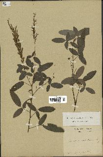 spécimen de Desmodium heterocarpon