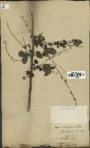 spécimen de Desmodium gangeticum