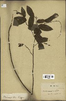 spécimen de Desmodium gangeticum