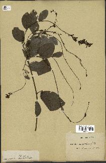 spécimen de Desmodium gangeticum