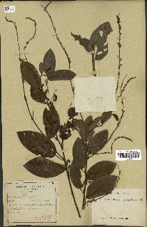 spécimen de Desmodium gangeticum