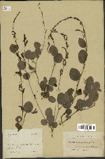 spécimen de Desmodium gangeticum