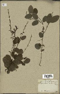 spécimen de Desmodium gangeticum