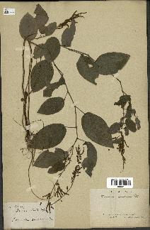 spécimen de Desmodium gangeticum