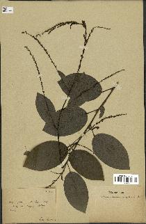 spécimen de Desmodium gangeticum