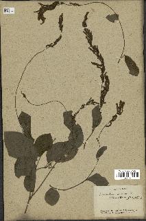 spécimen de Desmodium gangeticum
