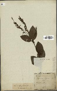 spécimen de Desmodium gangeticum