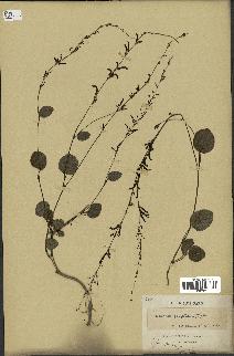 spécimen de Desmodium gangeticum