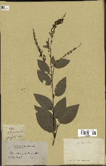 spécimen de Desmodium gangeticum