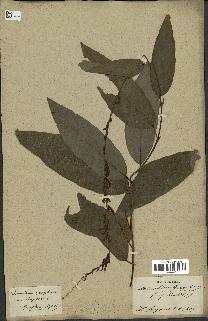 spécimen de Desmodium gangeticum