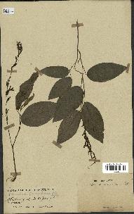 spécimen de Desmodium gangeticum