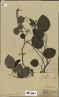 spécimen de Desmodium gangeticum