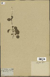 spécimen de Desmodium gangeticum