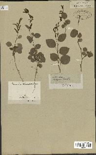 spécimen de Desmodium gangeticum