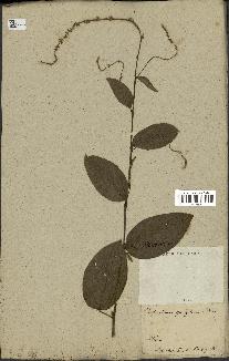 spécimen de Desmodium gangeticum