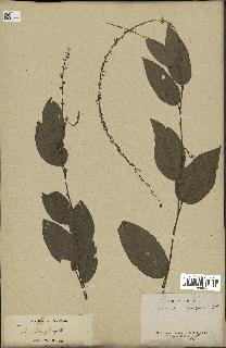 spécimen de Desmodium gangeticum
