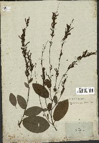 spécimen de Desmodium gangeticum