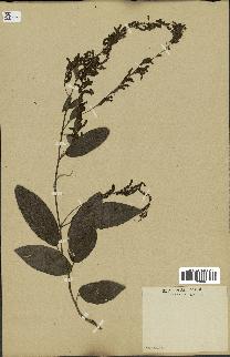 spécimen de Desmodium gangeticum