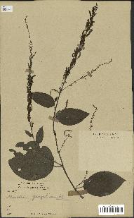 spécimen de Desmodium gangeticum