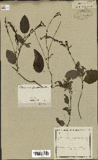spécimen de Desmodium gangeticum