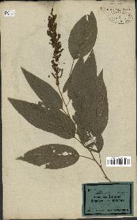 spécimen de Desmodium gangeticum