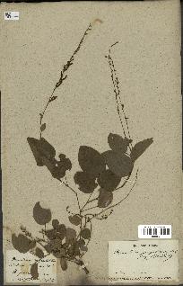 spécimen de Desmodium gangeticum