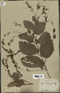 spécimen de Desmodium gangeticum