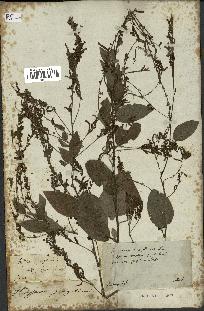 spécimen de Desmodium gangeticum