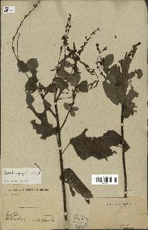 spécimen de Desmodium gangeticum