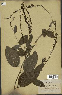 spécimen de Desmodium gangeticum