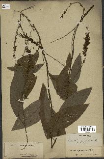 spécimen de Desmodium gangeticum