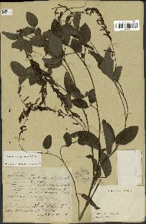 spécimen de Desmodium gangeticum
