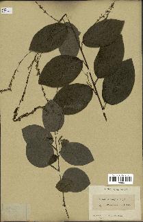 spécimen de Desmodium gangeticum