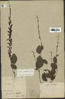 spécimen de Desmodium gangeticum