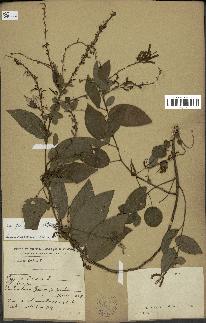 spécimen de Desmodium gangeticum