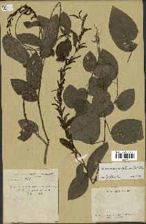 spécimen de Desmodium gangeticum