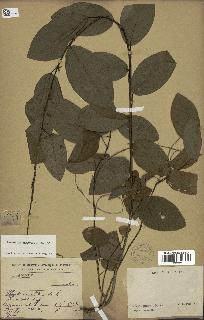 spécimen de Desmodium gangeticum
