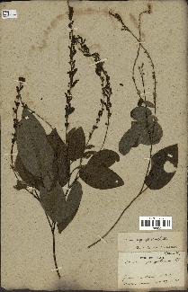 spécimen de Desmodium gangeticum