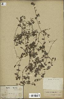 spécimen de Desmodium heterophyllum