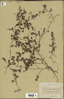 spécimen de Desmodium heterophyllum