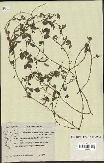 spécimen de Desmodium heterophyllum